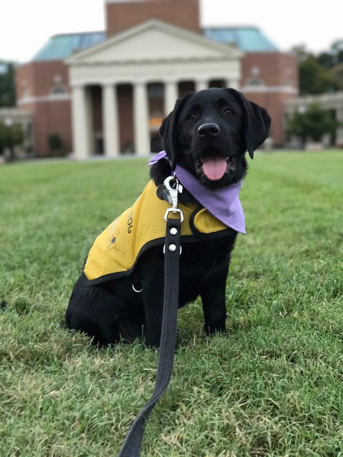 Black discount lavender dog