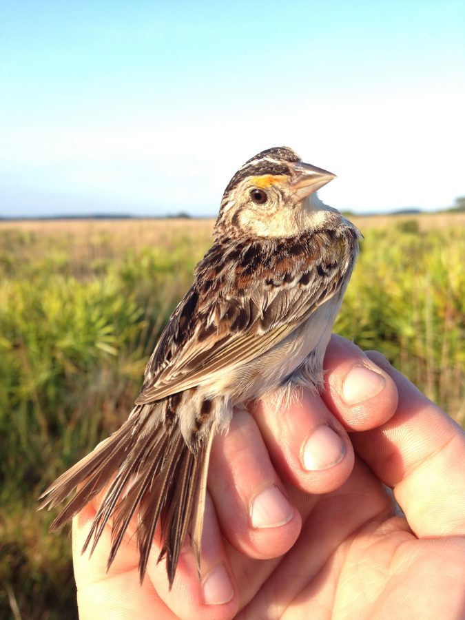 A+mother+grasshopper+sparrow+feeds+four+newly+hatched+chicks%2C+part+of+a+captive+breeding+program+in+Florida+to+save+the+species+from+extinction%2C+in+a+May+2016+file+image.+%28Craig+Pittman%2FTampa+Bay+Times%2FZuma+Press%2FTNS%29
