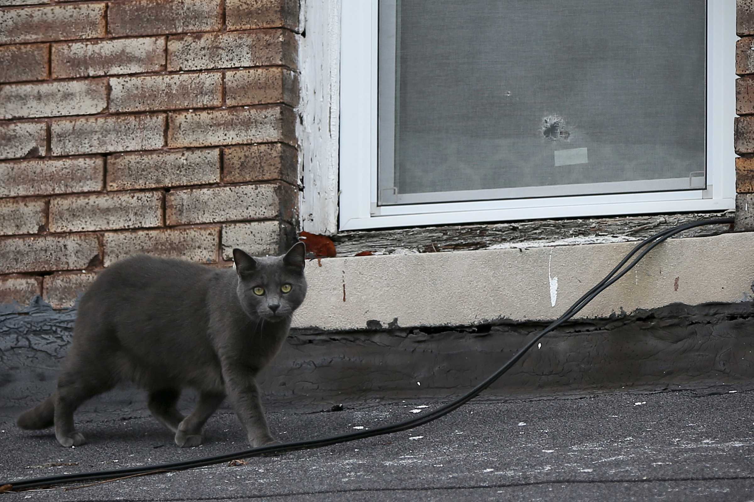 A cat walks past a bullet hole in an upstairs window of a home where a woman was fatally shot overnight in the 6300 block of North Woodstock Street in North Philadelphia on Friday, Dec. 14, 2018. The woman was reportedly shot next to her newborn infant.