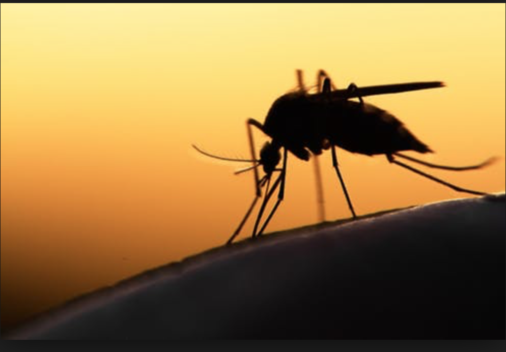 Biological Clocks May Be Our Next Defense Against Malaria