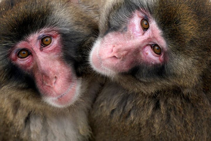 A pair of snow monkeys huddled together in their enclosure at the Minnesota Zoo.