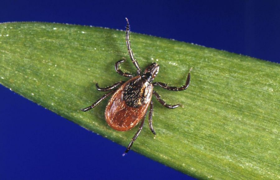 The deer tick is the only species that can transmit Lyme Disease. Usually cold winter temperatures kill off ticks, but lately climate change has been allowing these insects to live through the winter (Photo courtesy of Erie Times News)