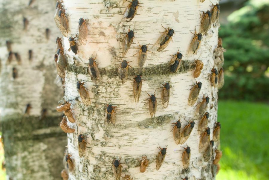 According to scientists, billions of Brood X cicadas will emerge this summer.