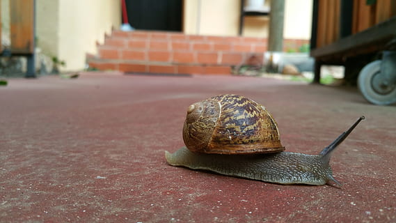 Dont be fooled by the easygoing nature of the snail, the immortal snails only goal in life is to end yours. Watch your back at all times.
