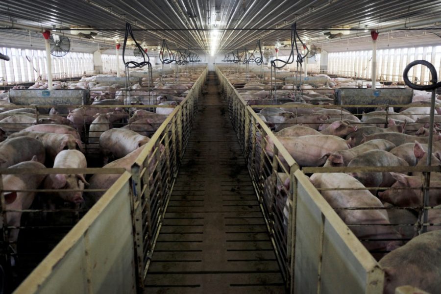 Farm animals live in terrible conditions and are subjected to cruel and inhumane treatment leading up to slaughter.