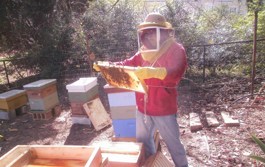 David Link tends to his bees at Campus Garden.