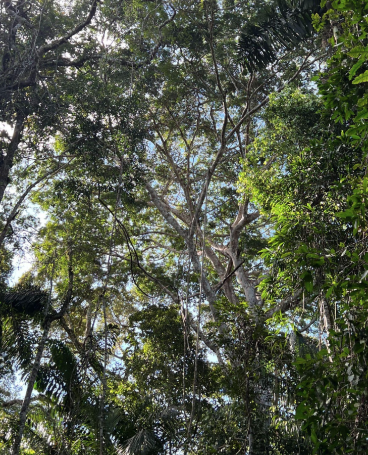 Fruiting+Fig-dense+canopy+in+Manu+National+Park+in+Cocha+Cashu.++