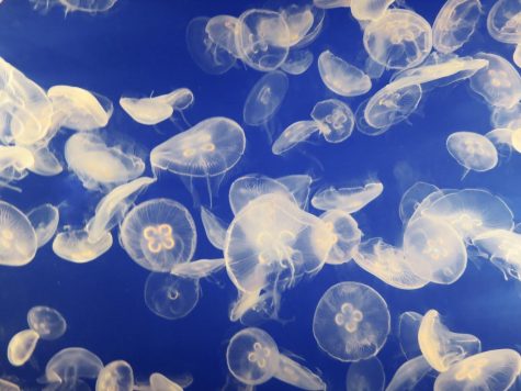Despite their lack of brain, jellyfish can still process sensory information.