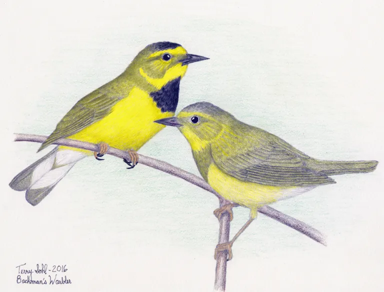 An artistic rendering of the Bachman’s Warbler demonstrates what the songbird may have looked like prior to its extinction. The bird was last spotted in the US in the 1960s. (Courtesy of Terry Sohl)