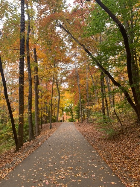 The walkway to Reynolda Village features stunning foliage each autumn. 