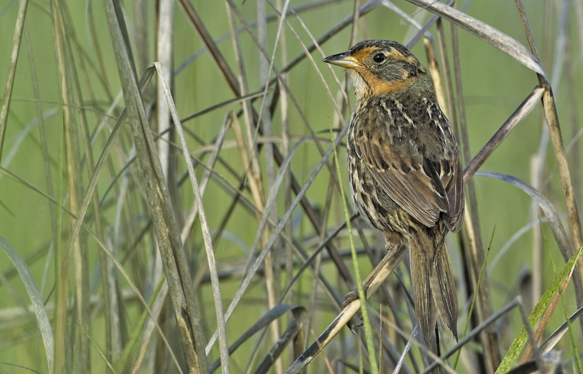 The saltmarsh sparrow is one of 93 bird species in North Carolina categorized as one of "greatest conservation need." (Courtesy of Virginia Mercury)