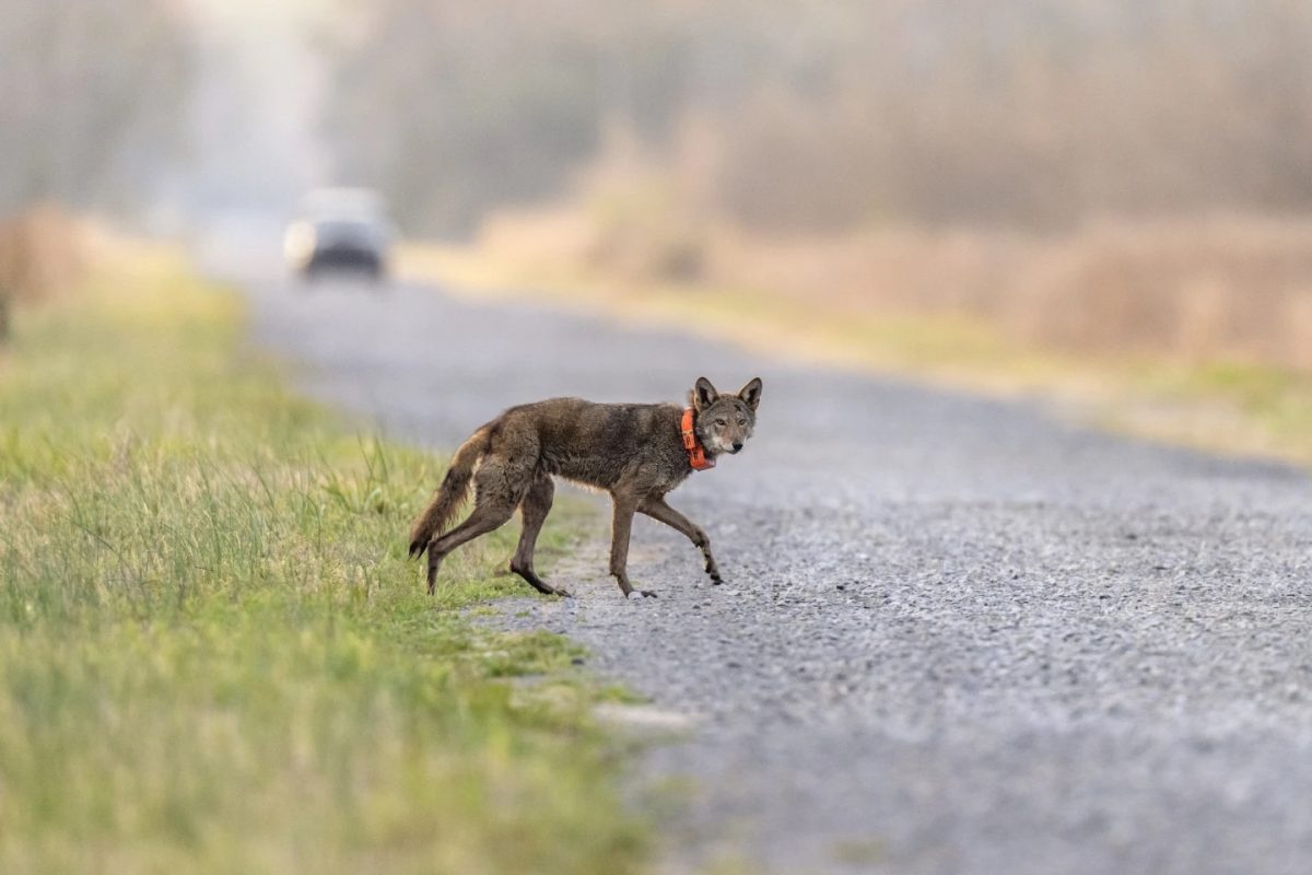 A red wolf wearing an orange-reflective collar in the Alligator River National Wildlife Refuge. (Courtesy of David Goldman/AP)