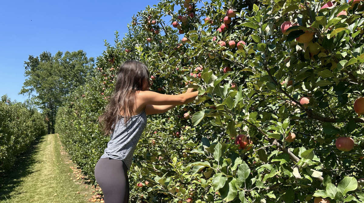 Head out to the mountains for a tranquil day of apple-picking and cider.
