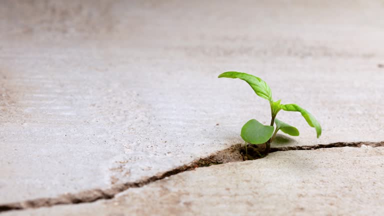 Young weed seedlings taking root in a cracked concrete path, surviving the adverse conditions (Source: Getty Images)