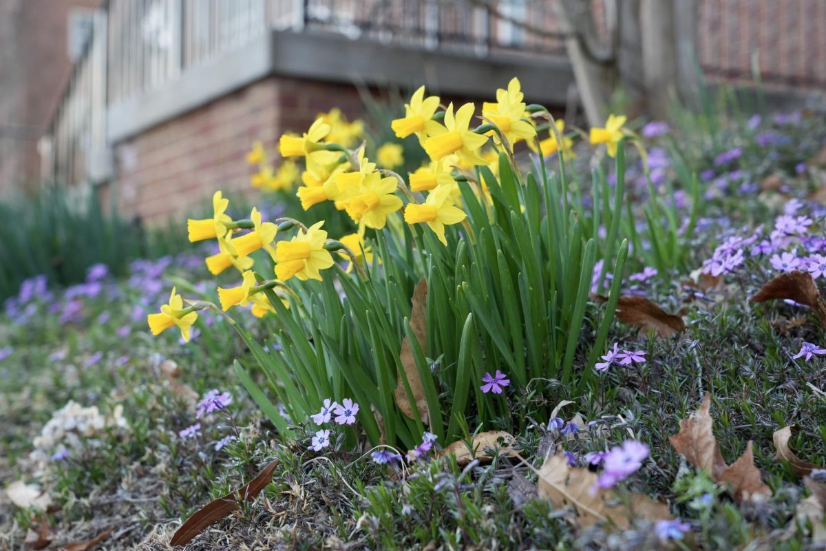 While Deacons were away for spring break, campus launched into full bloom. Now, Wake is dotted with beautiful flowers and foliage for everyone to enjoy. 